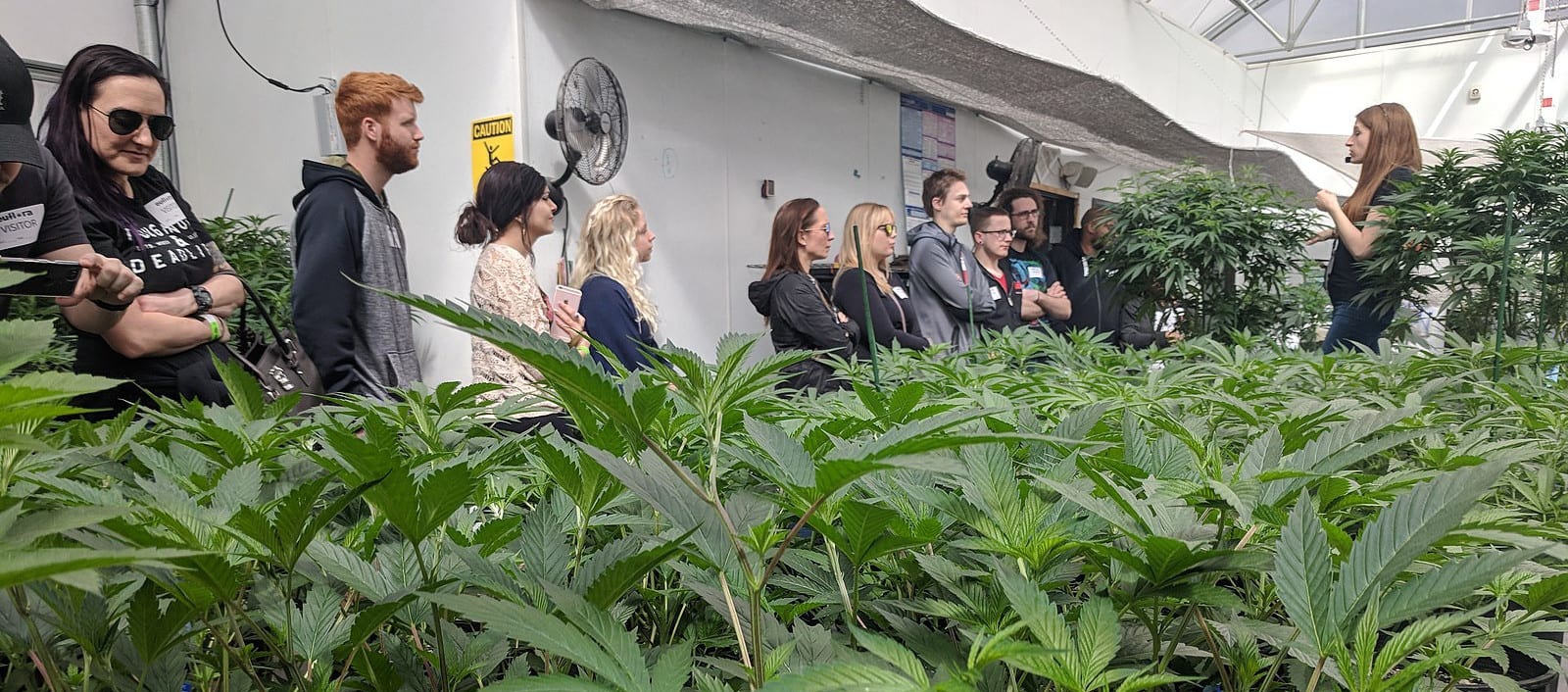 vivid cannabis tours