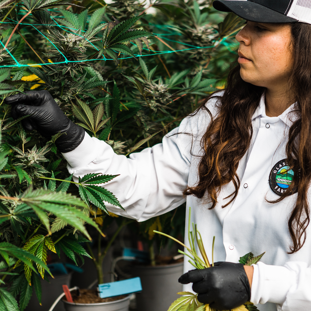 Talent in Cannabis - cultivator Tiffany Garcia
