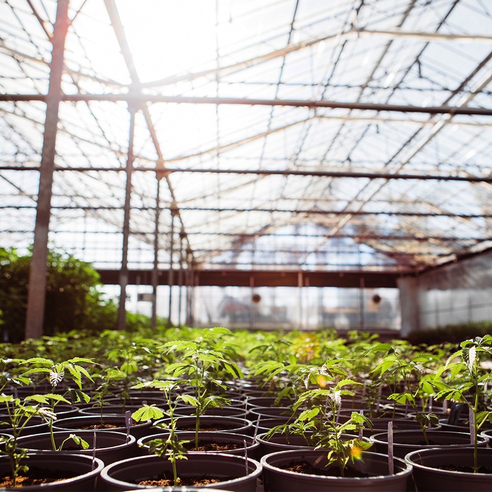 Glass House Farms grow room