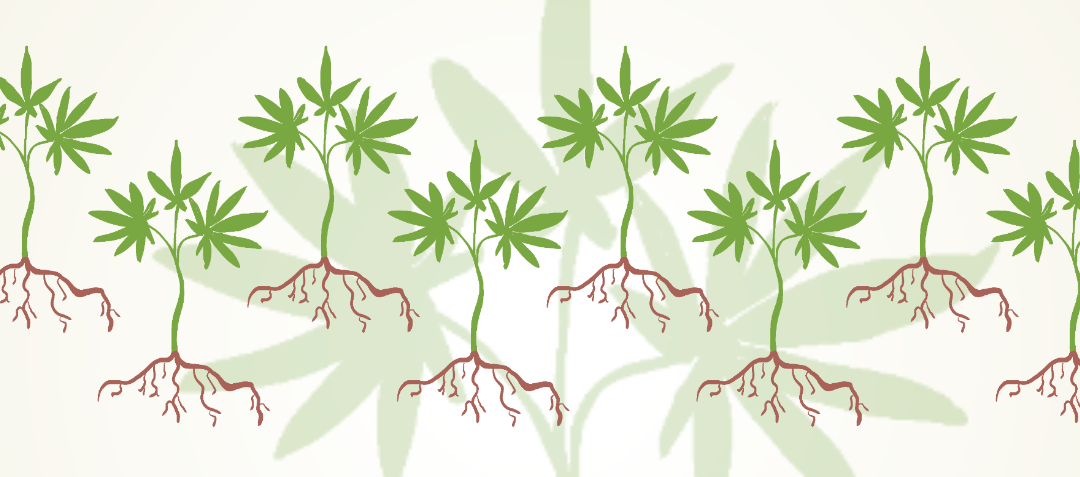 drawing of cannabis plant for flowerhire staff picks blog