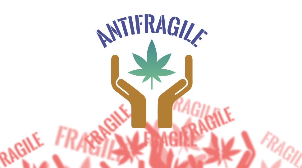 FlowerHIre blog '7 ways to sustain a competitive edge in the cannabis industry' – graphics of broken "FRAGILE" stamps, and hero image of hands holding cannabis leaf with the word "antifragile"